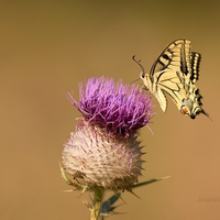 Vidlochvost feniklový - Papilio machaon