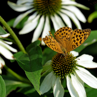 Echinacea a perleťovec....