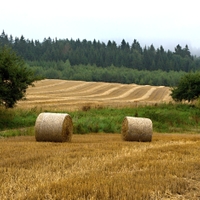 Vysočina u Knyku 