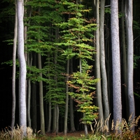 Ticho lesa