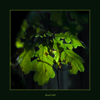 dubové listí