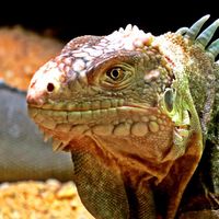 Leguan