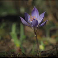 podzimní krokus ostře