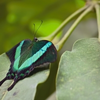 Papilio palinurus