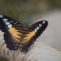 Parthenos sylvia