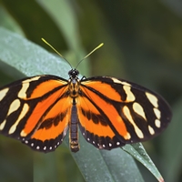 Motýl z Papilonie