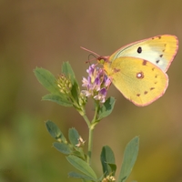 Žltáčik podkovkový (Colias alfacariensis) 