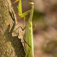 V tieni predátora    (Modlivka zelená - Mantis religiosa) 