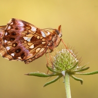 Perlovec najmenší - Boloria dia