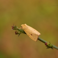 Xanthia icteritia (mora škvrnitá)