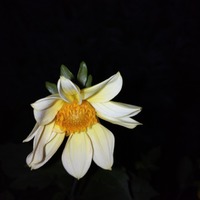 Kvetoucí jiřinka v noci