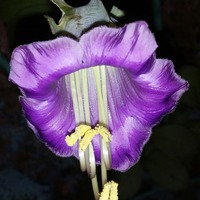 Cobaea scandens v noci