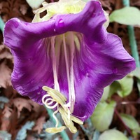 Cobaea scandens (říjen 2018)