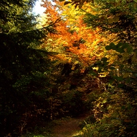 jesenným lesom