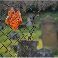 Podzimní motiv od židovského hřbitova - Rousínov