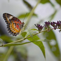  Cethosia cyane