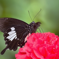 Papilio polytes