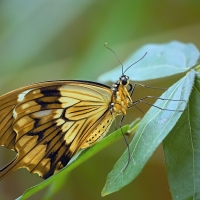 Papilio dardanus