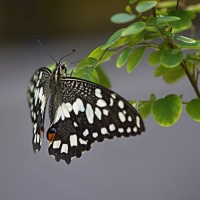 Papilio demoleus