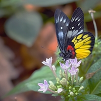 Troides rhadamanthus