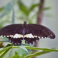 Papilio polytes