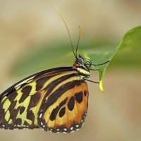 Heliconius hecale