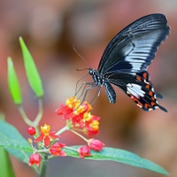 Papilio memnom