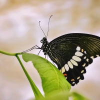 Motýl z Plzně