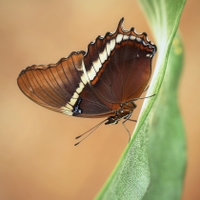 Siproeta epaphus