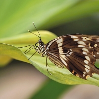 Papilio dardanus