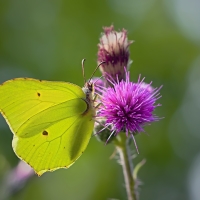 Žluťásek řešetlákový (Gonepteryx rhamni)