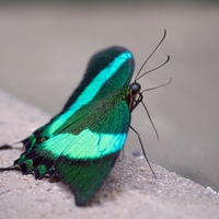 Papilio palinurus