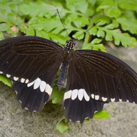 Papilio polytes