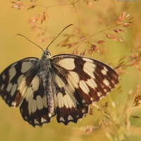 Melanargia galathea (okáč bojínkový) 