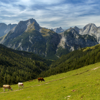 Vysokohorské pastviny 
