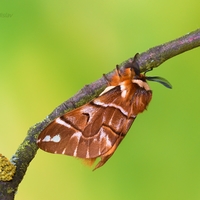 Strakáč brezový - Endromis versicolora (samček)