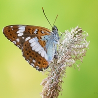 Bielopásovec zemolezový - Limenitis camilla