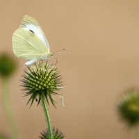 Bodláková