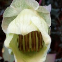 Cobaea scandens (listopad 2018)