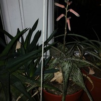 Kvetoucí Aloe