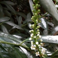 Laurocerasus officinalis