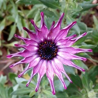 Osteospermum v listopadu