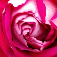 Kvetoucí růže v listopadu detail
