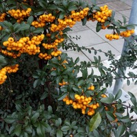 Pyracantha coccinea