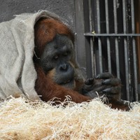 Orangutan 2