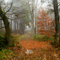 Podzimní cesta lesem....