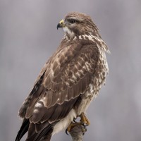 Káně lesní Buteo buteo