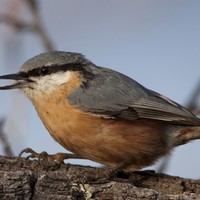 Brhlík lesní – Sitta europaea