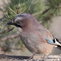 Sojka obecná Garrulus glandarius