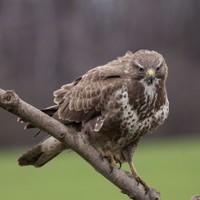 Káně lesní Buteo buteo